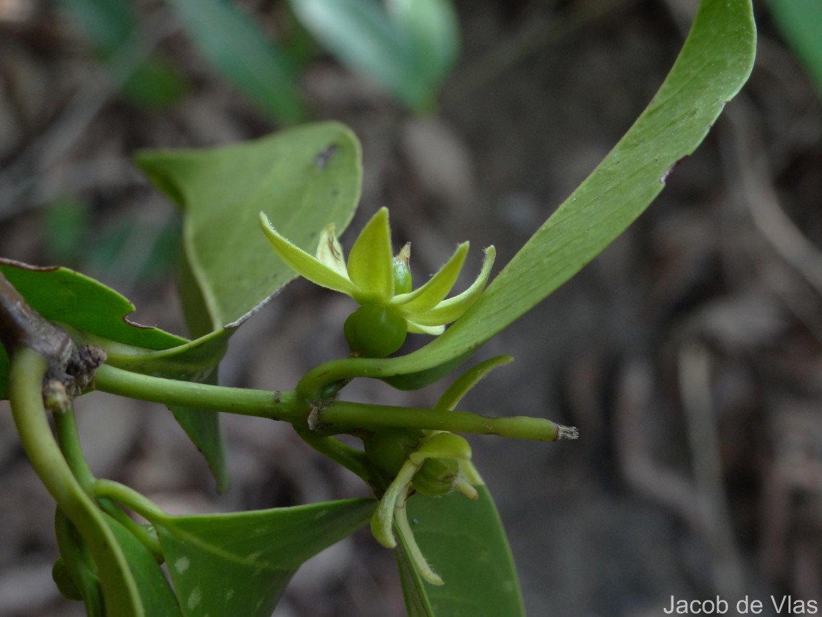 Cassipourea ceylanica (Gardner) Alston